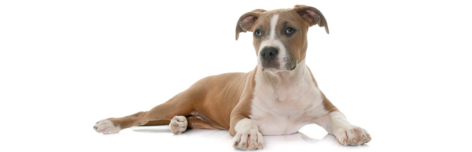 Ameriški staffordshire terier