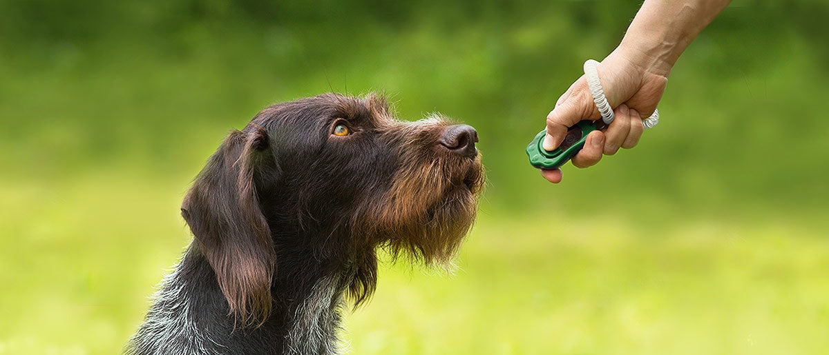 Šolanje pas s klikerjem