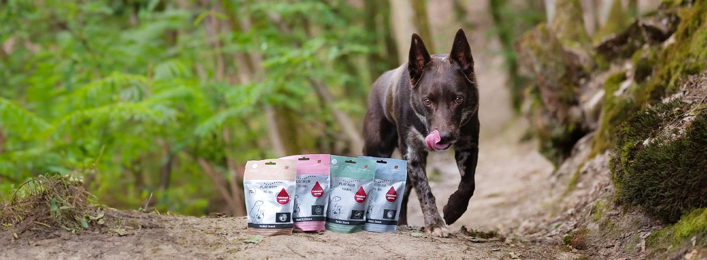 Funkcionalni pasji prigrizki Fit‑Bits: naravna podpora brez kemije, ki deluje