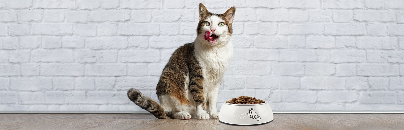 Hrana za starejše mačke