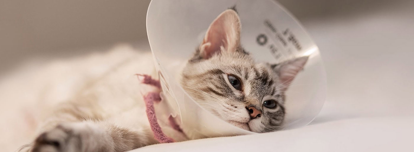 kožne bolezni pri mačkah: znaki, vzroki in nega