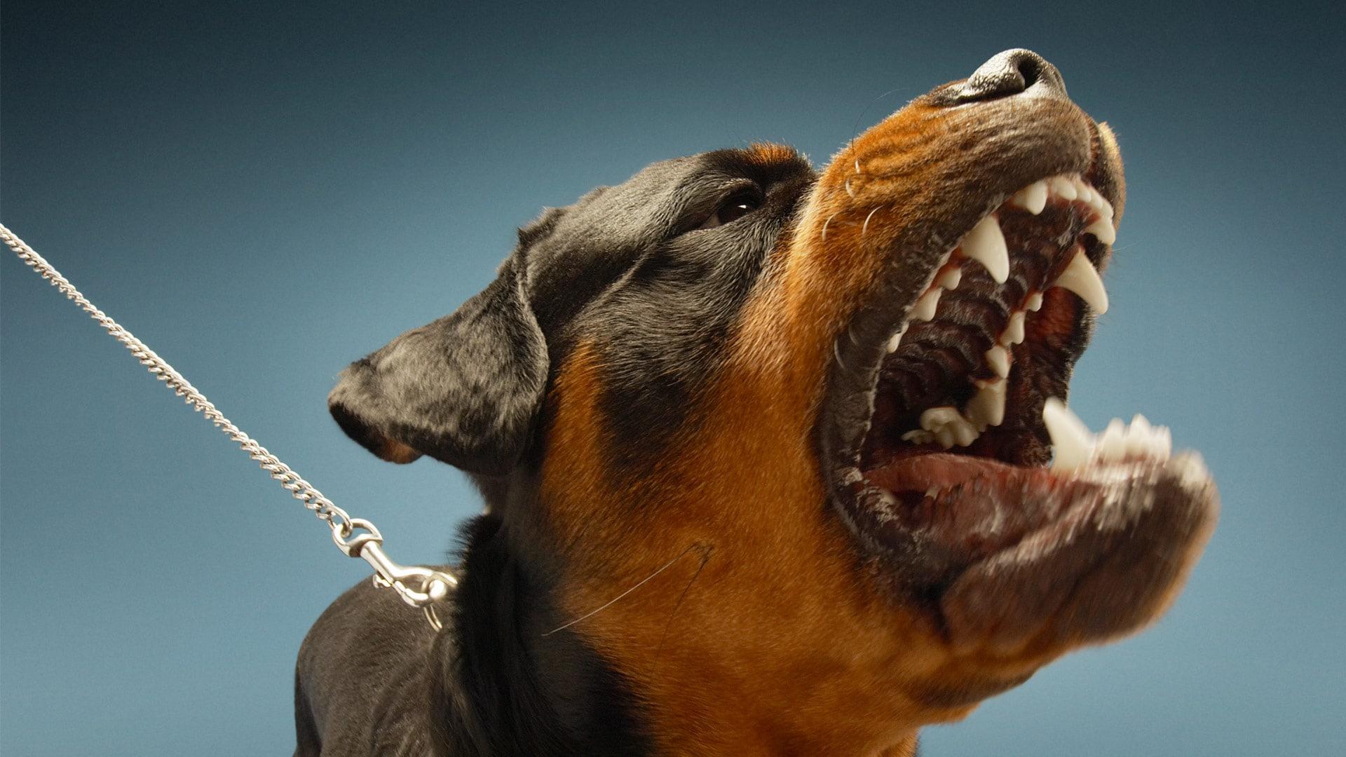 Zakaj pes laja na druge pse in kako lahko to preprečim?