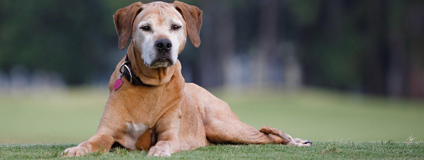 Hrana za starejše pse: Pravilna prehrana za starejšega psa