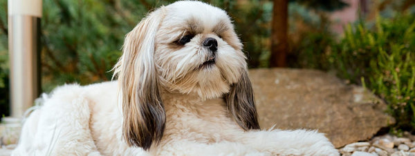 Shih Tzu
