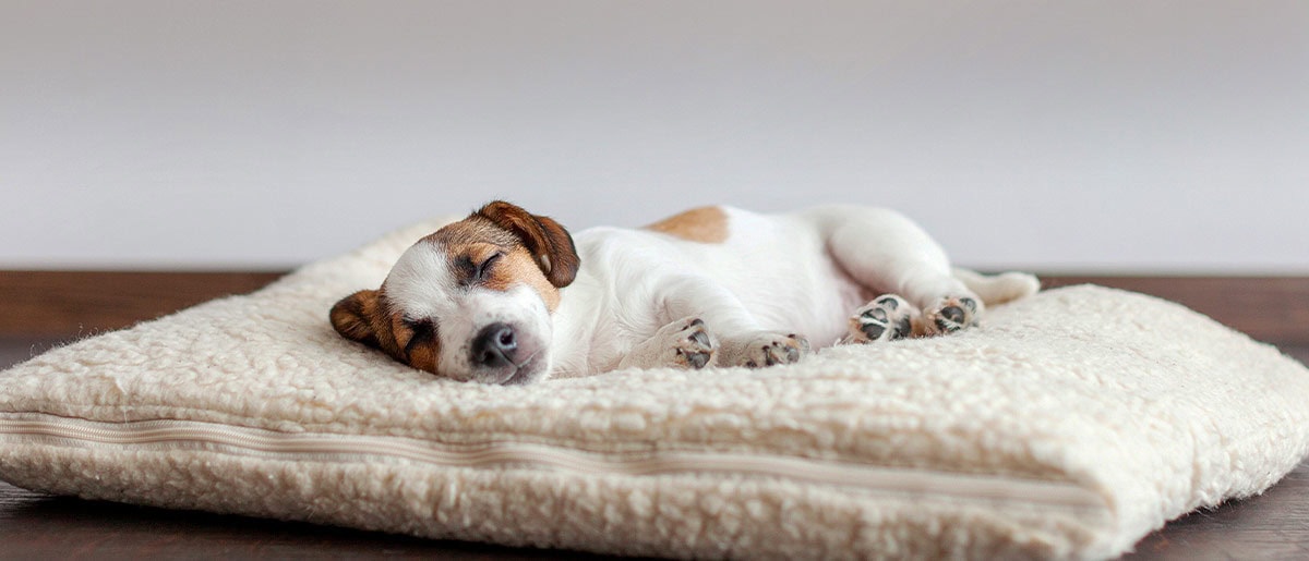 Utrujen kot pes: Vse, kar moraš vedeti o pasjem spancu