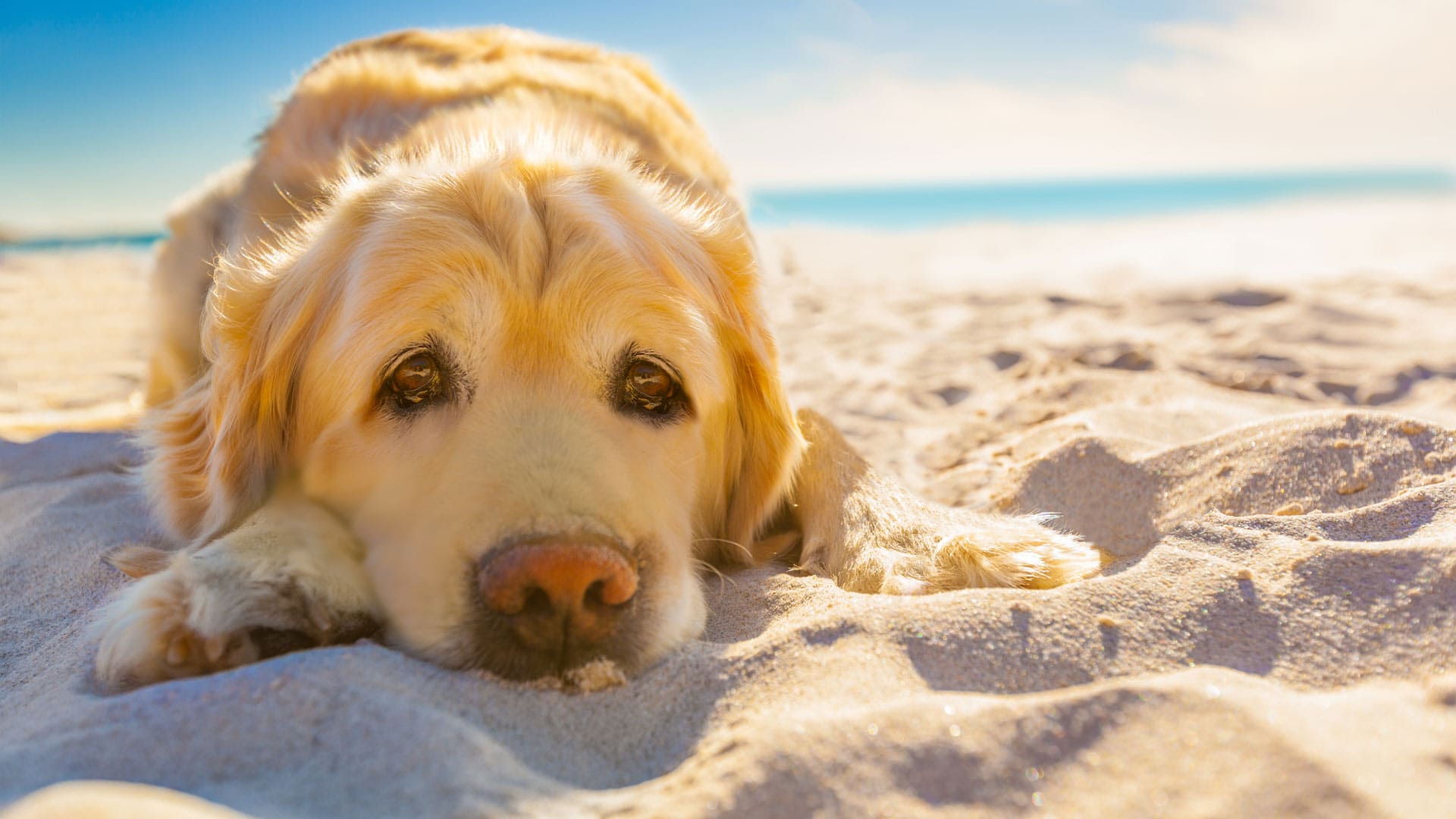 Toplotni udar pri psu