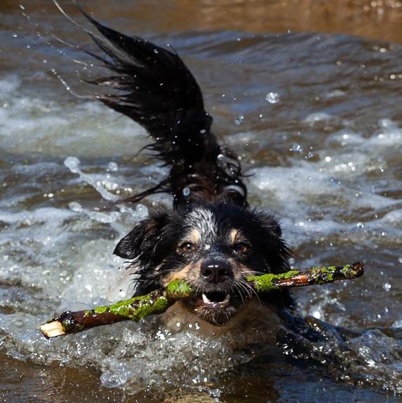 Hladni namigi za vroče pasje dni