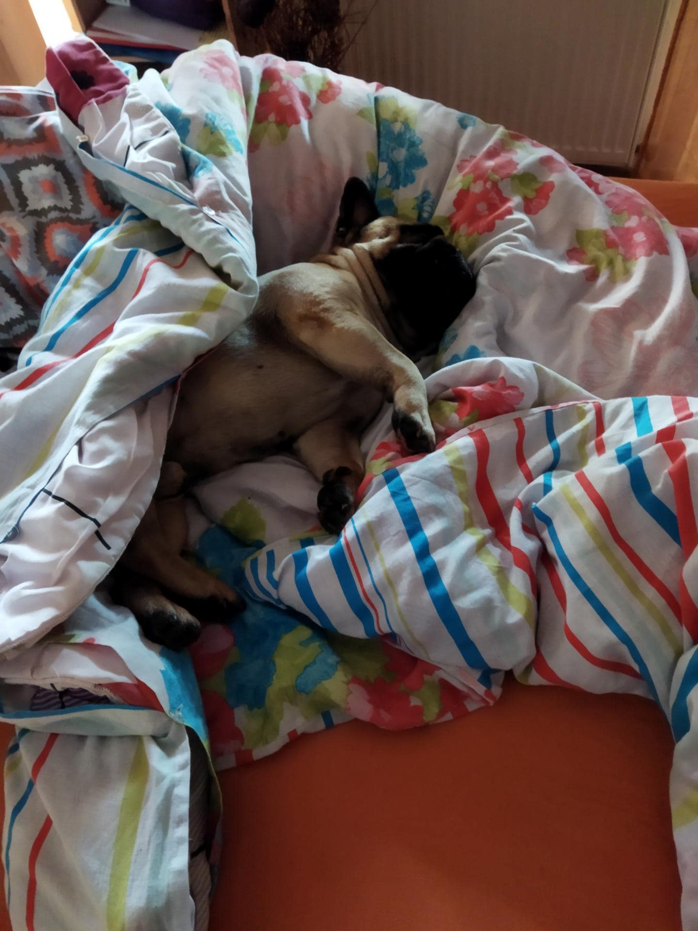 Majhen pes leži na boku, delno pokrit s pisanimi, črtastimi in cvetličnimi odejami na postelji. Zdi se, da pes mirno spi.