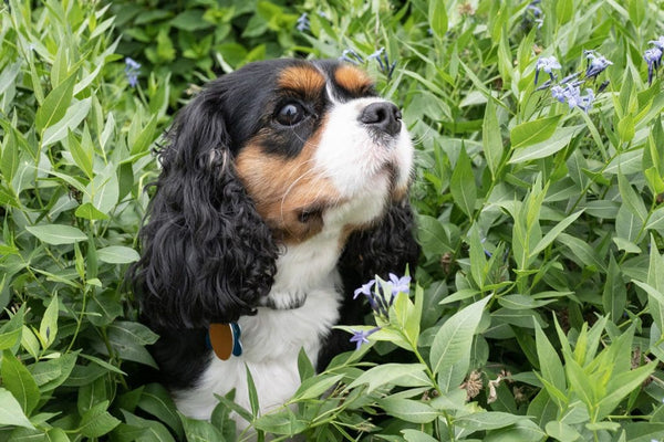 Cavalier King Charles španjel