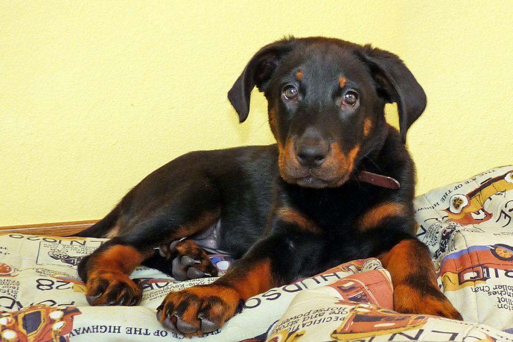 Francoski ovčar Beauceron