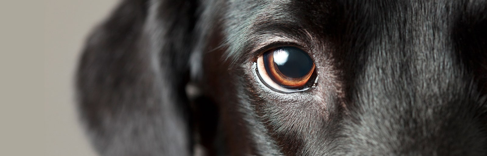 kako dobro psi vidijo