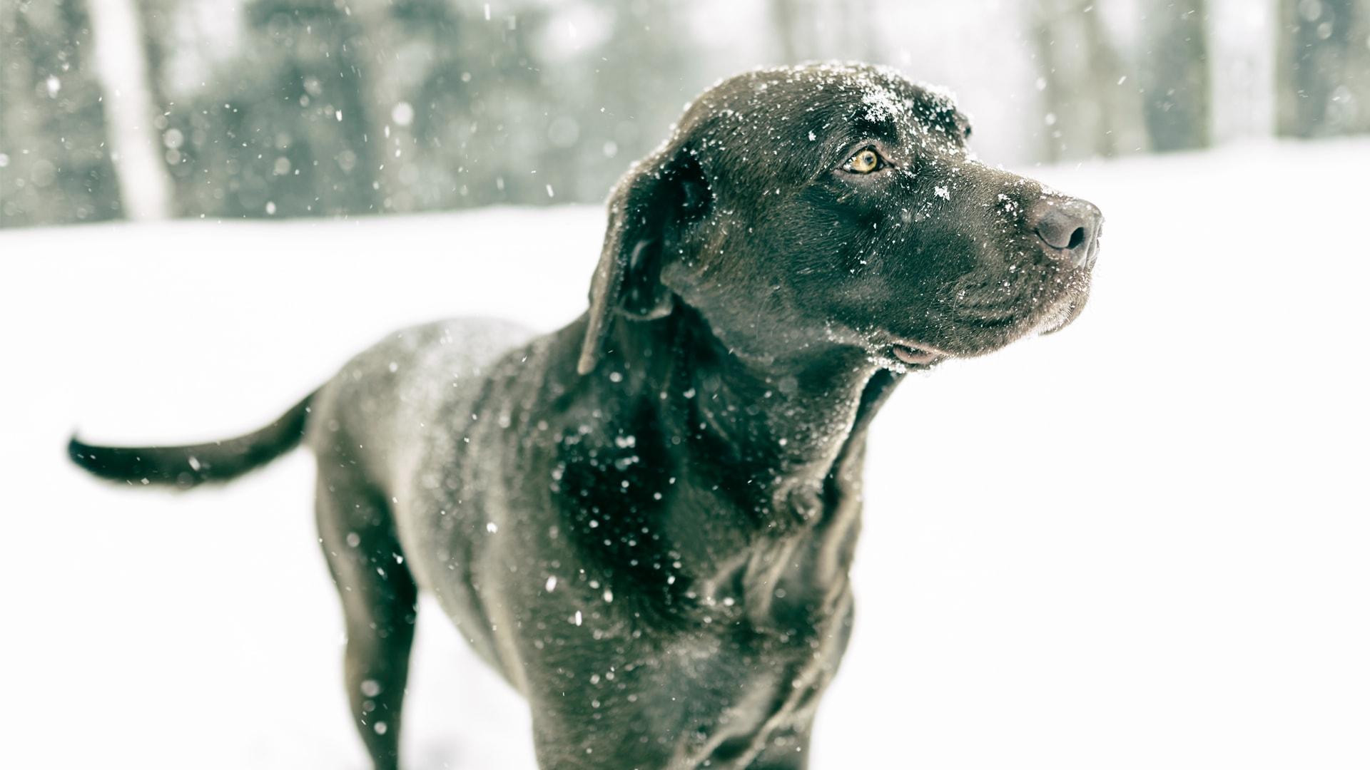 Podhladitev pri psih: vse kar moraš vedeti