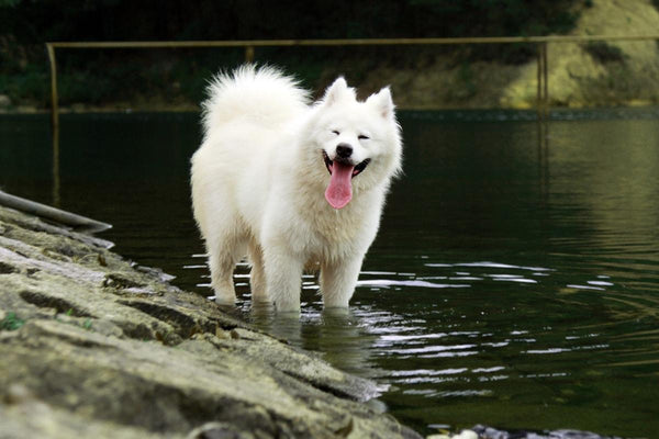 Samojed