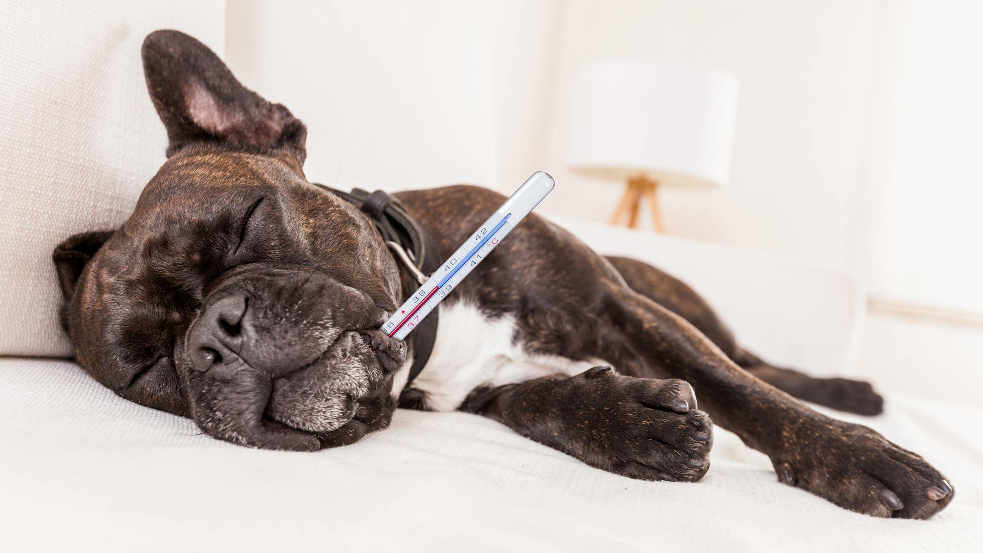 Se moj pes lahko prehladi?