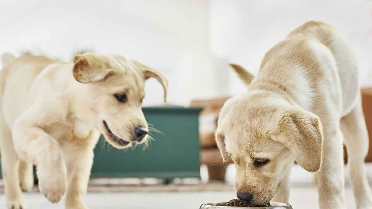 Dva labradorska mladička ob skledi s suho hrano, eden od njiju je.