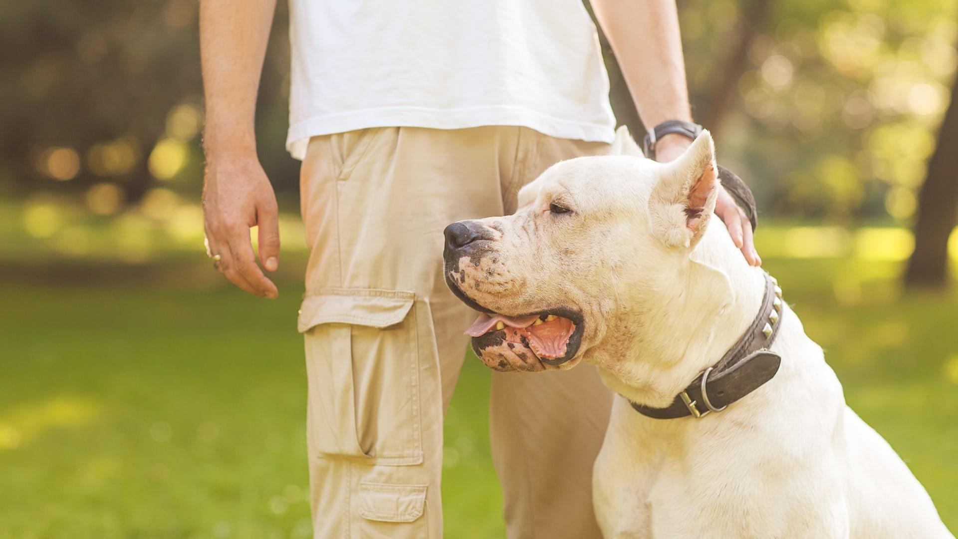 Življenje z dominantnim psom